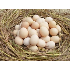 本地农场散养纯天然新鲜土鸡蛋初生蛋 30枚